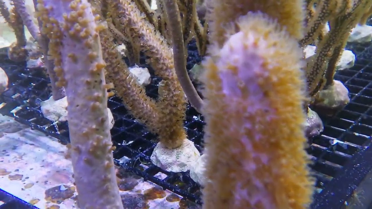 Photosynthetic Cultured Gorgonians at Pacific East Aquaculture