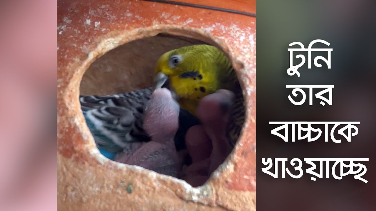 টুনি তার বাচ্চাকে খাওয়াচ্ছে | Budgie Baby Birds feeding from mother | বাজেরিগার পাখির বাচ্চা