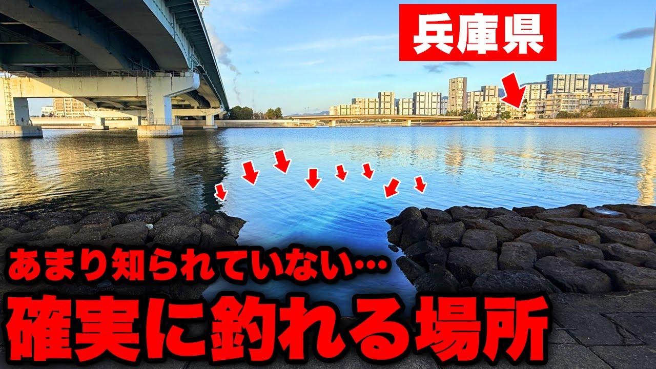 兵庫県最強の釣りスポット・エビ撒き釣りの聖地でとんでもないヌシが釣れてしまいました。。