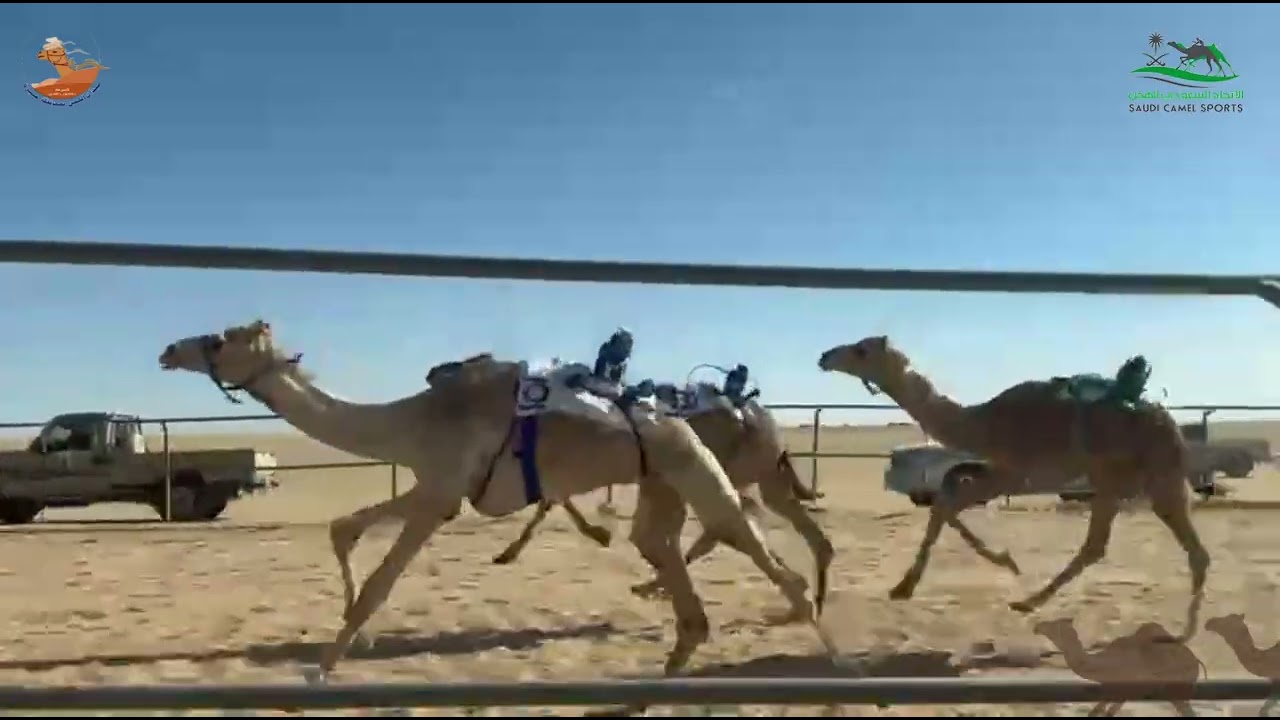 الشوط الاول قعدان حقايق / مطرب سعود عبدالعزيز المانع