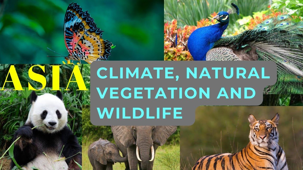 ASIA || Climate, Natural Vegetation & Wildlife