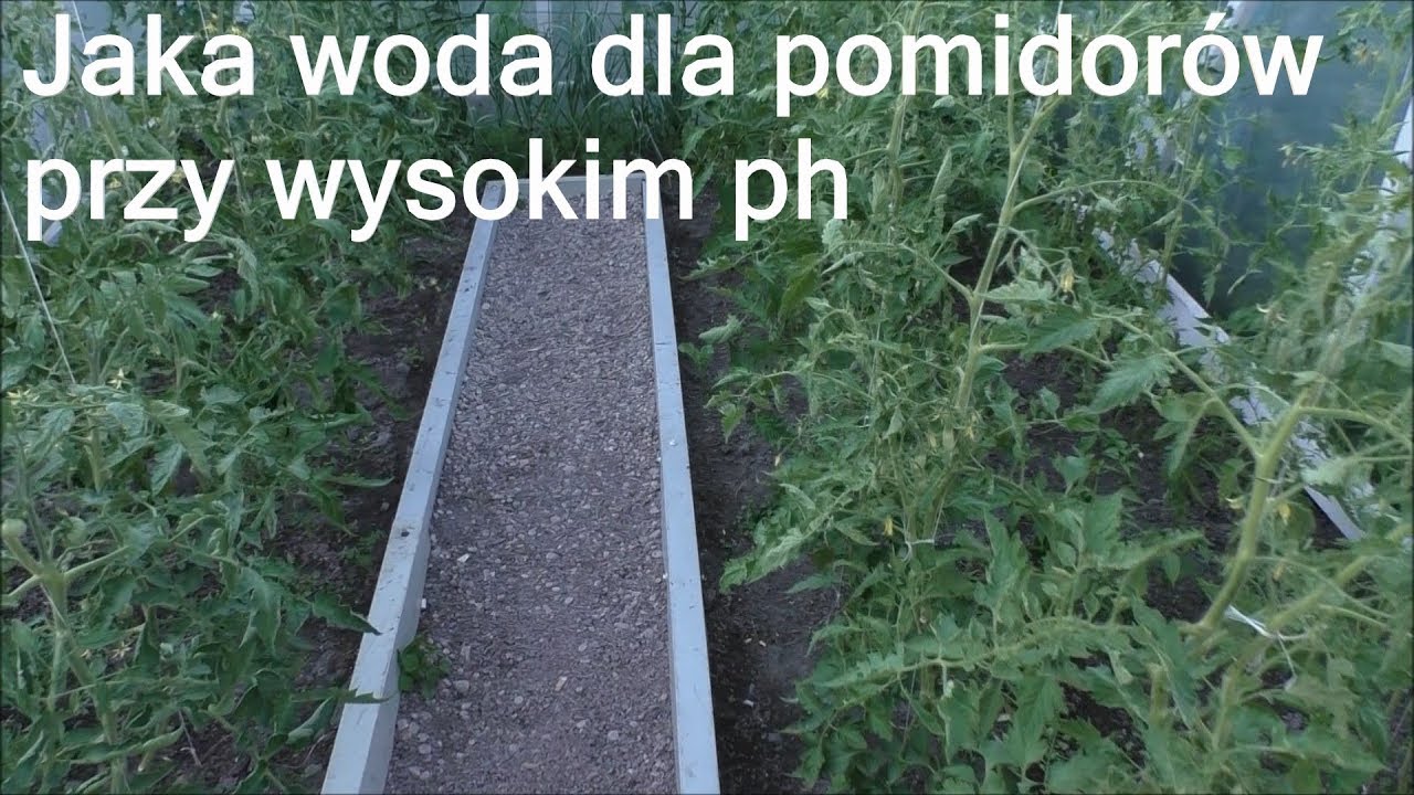 Uprawa Pomidorów - zakwaszanie wody