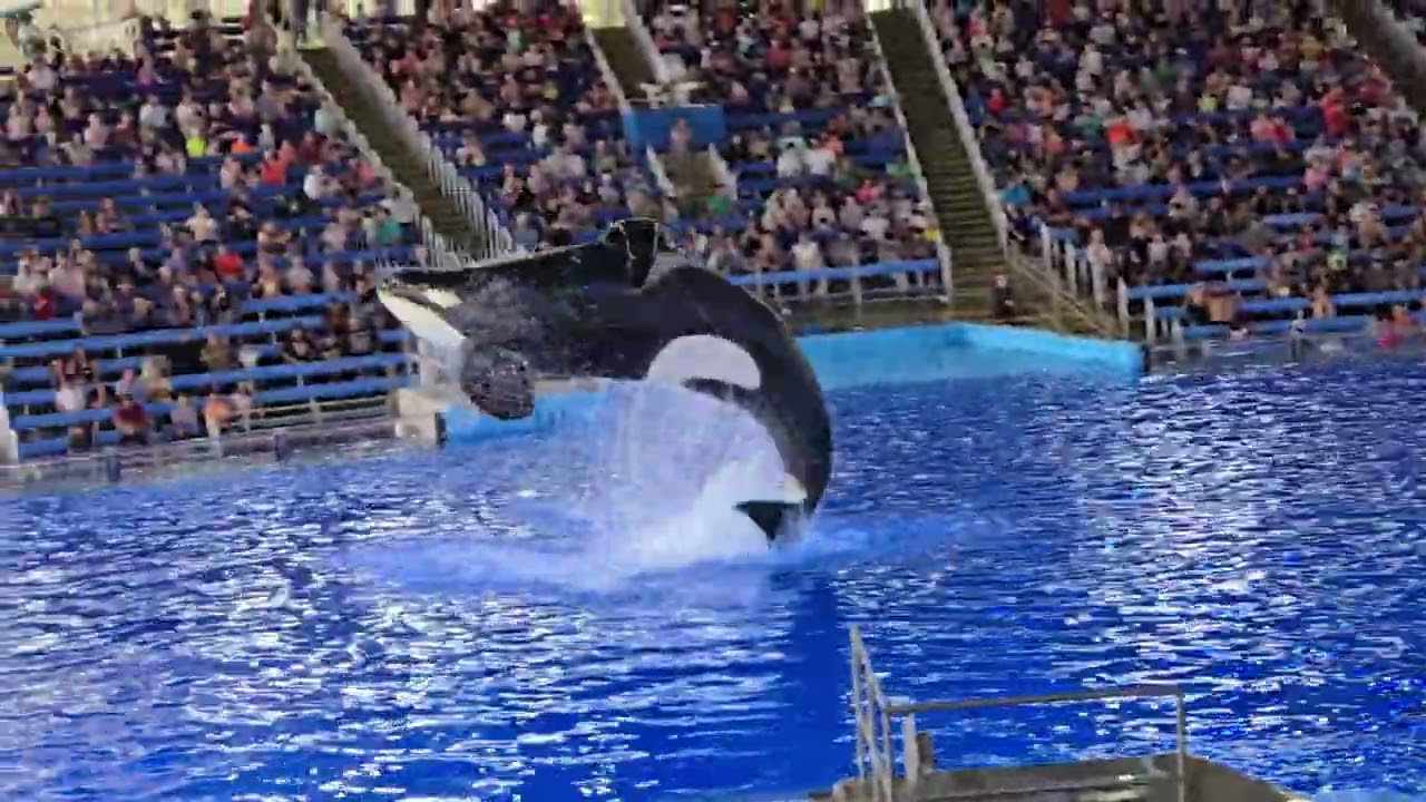 SeaWorld Orca Encounter Full Show  SeaWorld San Antonio   3/8/2025