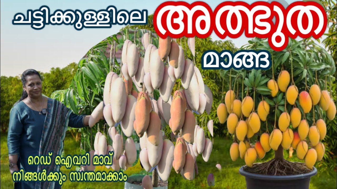 അത്ഭുത വിളവുമായി പെൺക്കരുത്ത്. ഇങ്ങനെ ചെയ്താൽ ഏത് ചട്ടിയിലും കുലതല്ലും mango malayalam 