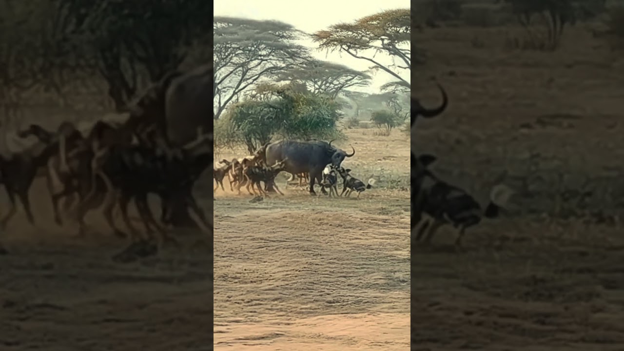 Helpless Buffalo Overpowered by the Sheer Numbers and Aggression of Wild Dogs  #animals #wildlife