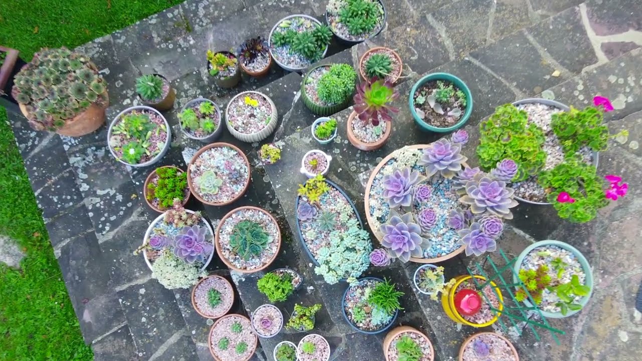 The Incredible Diversity of Succulents &ndash; Part 1 🌵 | Chubby Chums #SucculentCollection#PlantDiversity