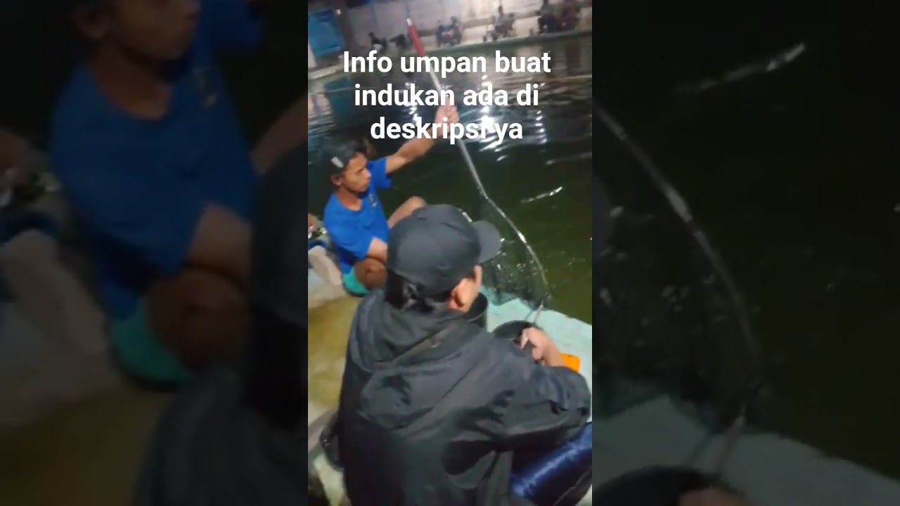 umpan gacor Gt  lele indukan pakai umpan dasar ati ayam 