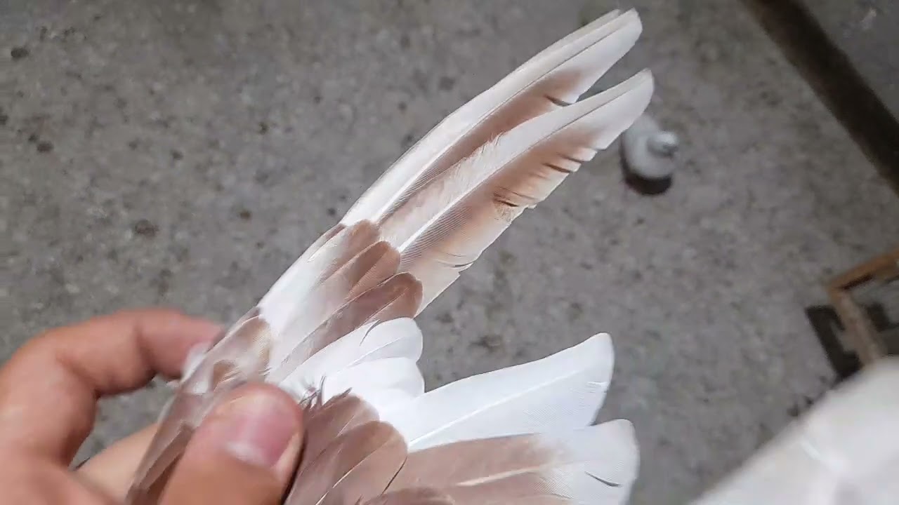 جوجه های جدید