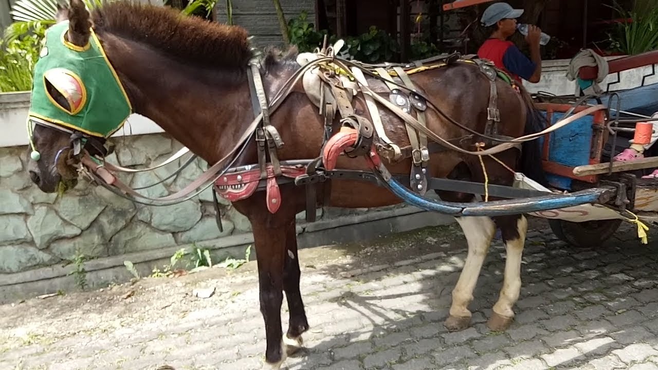 🐴 NAIK DELMAN ISTIMEWA 💟 bersama teman teman