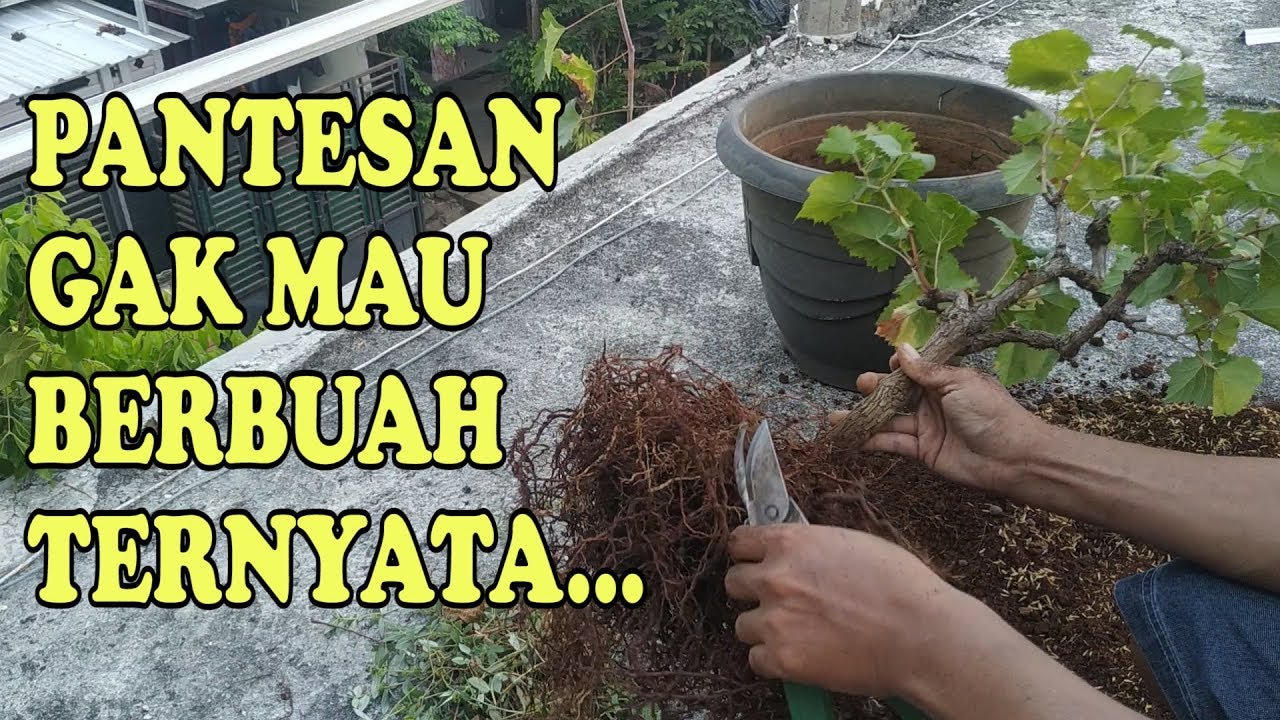 UPDATE Bonsai Anggur, Mengganti media tanam anggur dalam pot