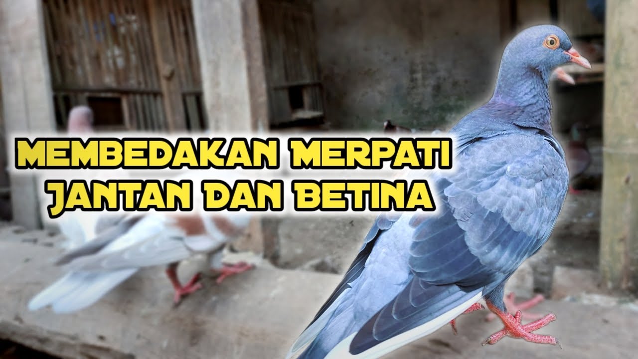 Cara membedakan merpati jantan dan betina