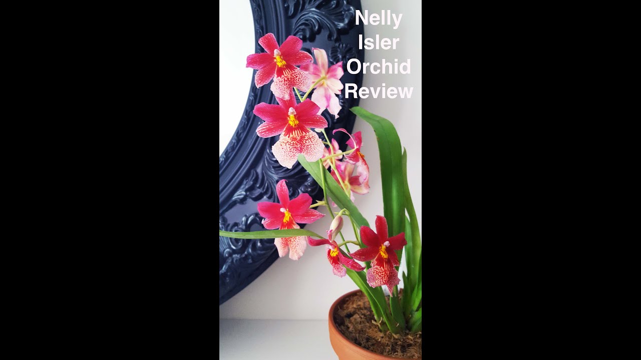 Orchid Spotlight: Burrageara Nelly Isler