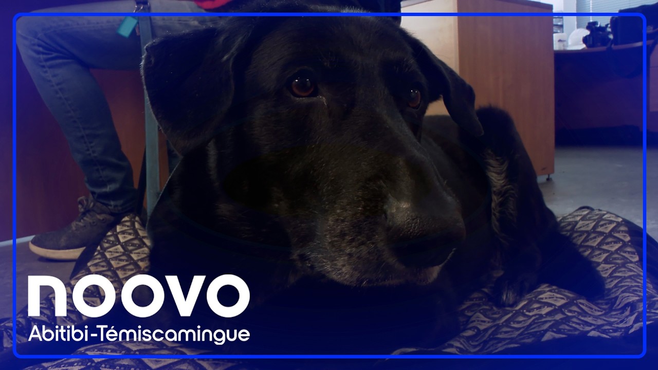Handicap : Un chien d’assistance refusé dans un organisme d’Amos