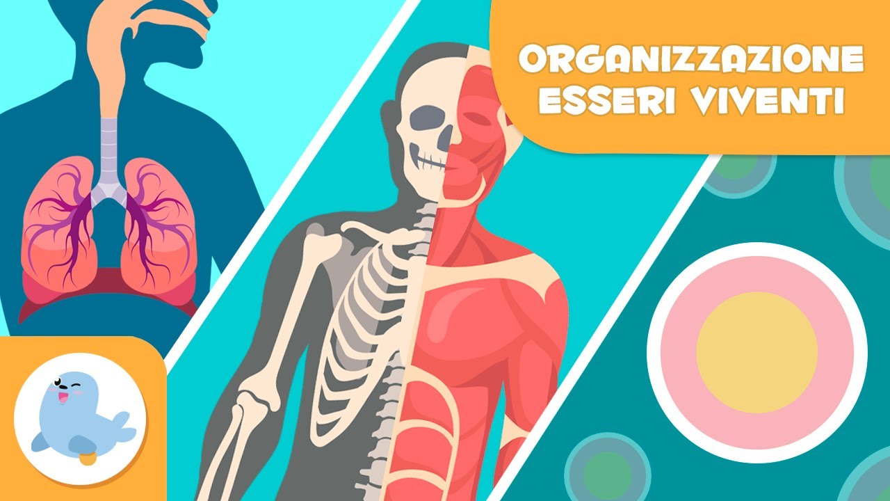 Organizzazione degli esseri viventi 🦠🦴🧍🏻‍♂️ Cellule, tessuti, organi, sistemi e organismi 🔬