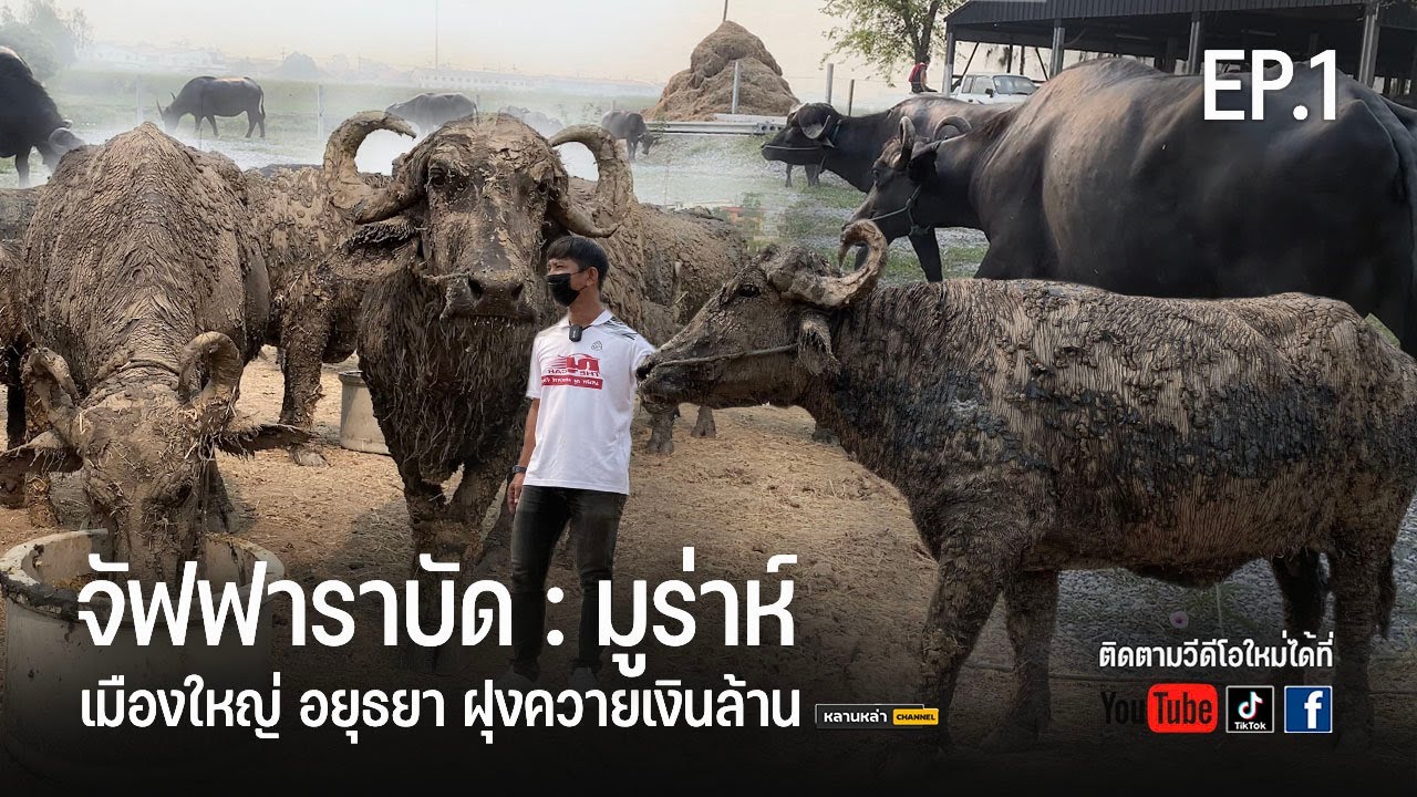 จัฟฟาราบัด:มูร่าห์ ณุ เดอะคาร์ อนุรักษ์พัฒนาควายไทย/เมืองใหญ่กับฝูงควาย 📞092-318-4848