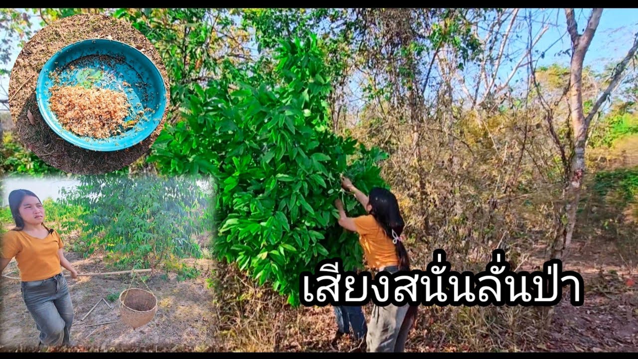 เสียงสนั่นลั่นป่า 9 กุมภาพันธ์ ค.ศ. 2026