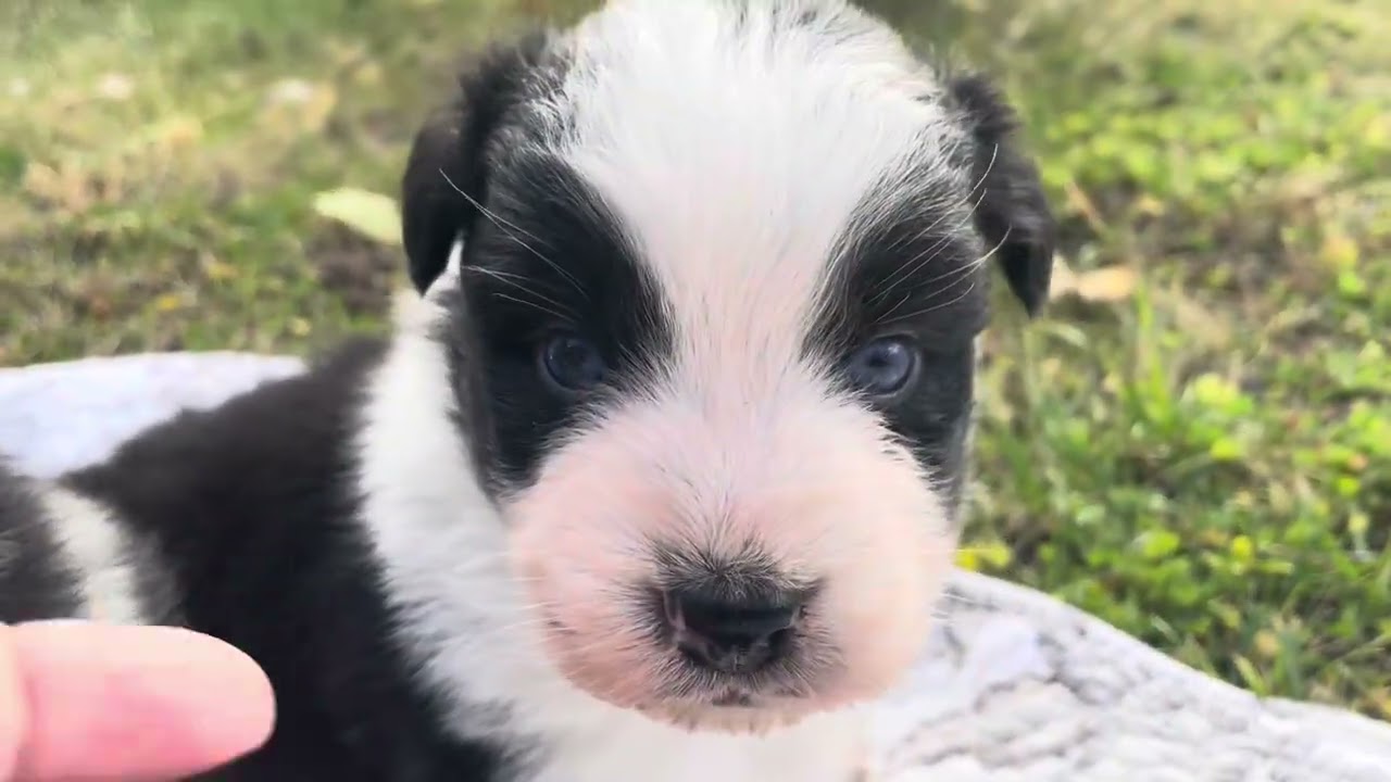 High Desert Aussies Rumi’s puppies