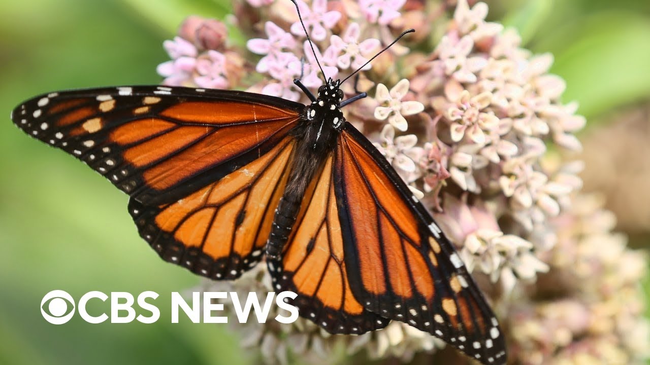 Students work to save endangered monarch butterflies by planting gardens