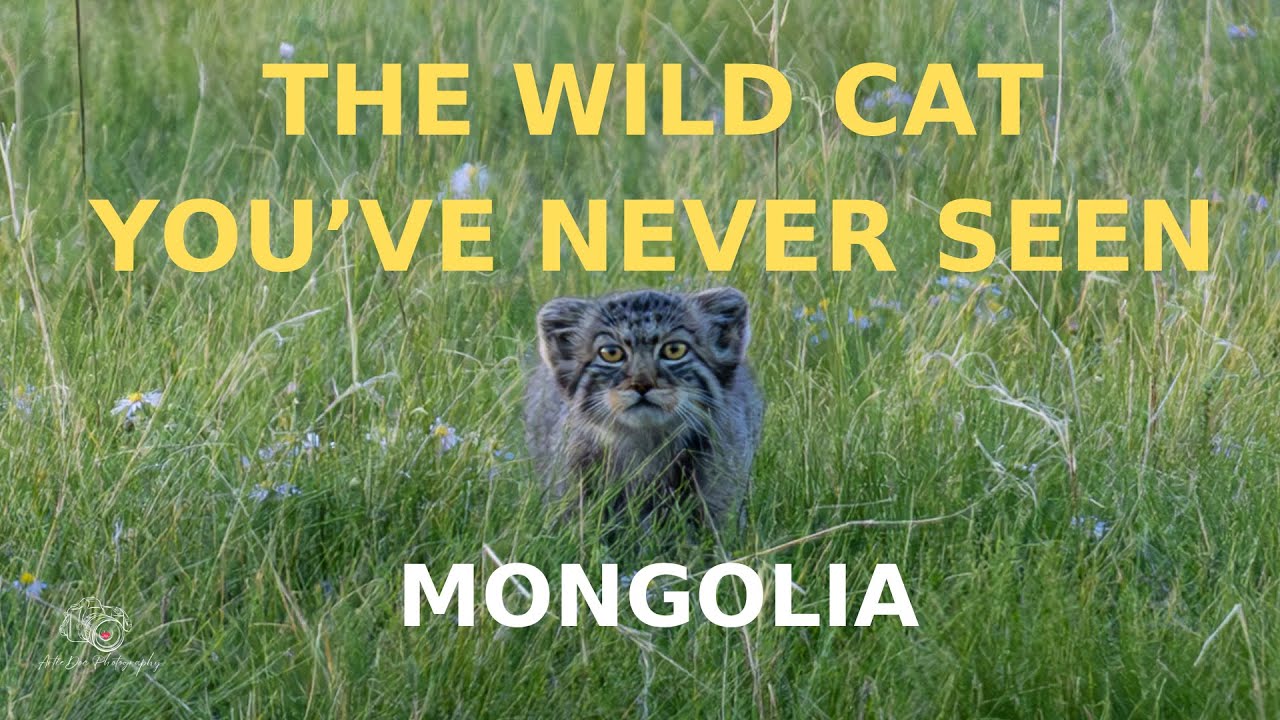 Pallas’s Cat – The Wild Cat You’ve Never Seen