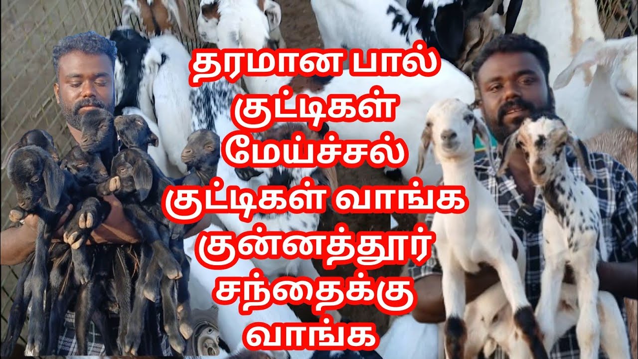 குன்னத்தூர் ஆட்டுச் சந்தை அனைத்து ரகமான பால் குட்டிகளும் மேச்சல் குட்டிகளும் வாங்க குன்னத்தூர் வாங்க