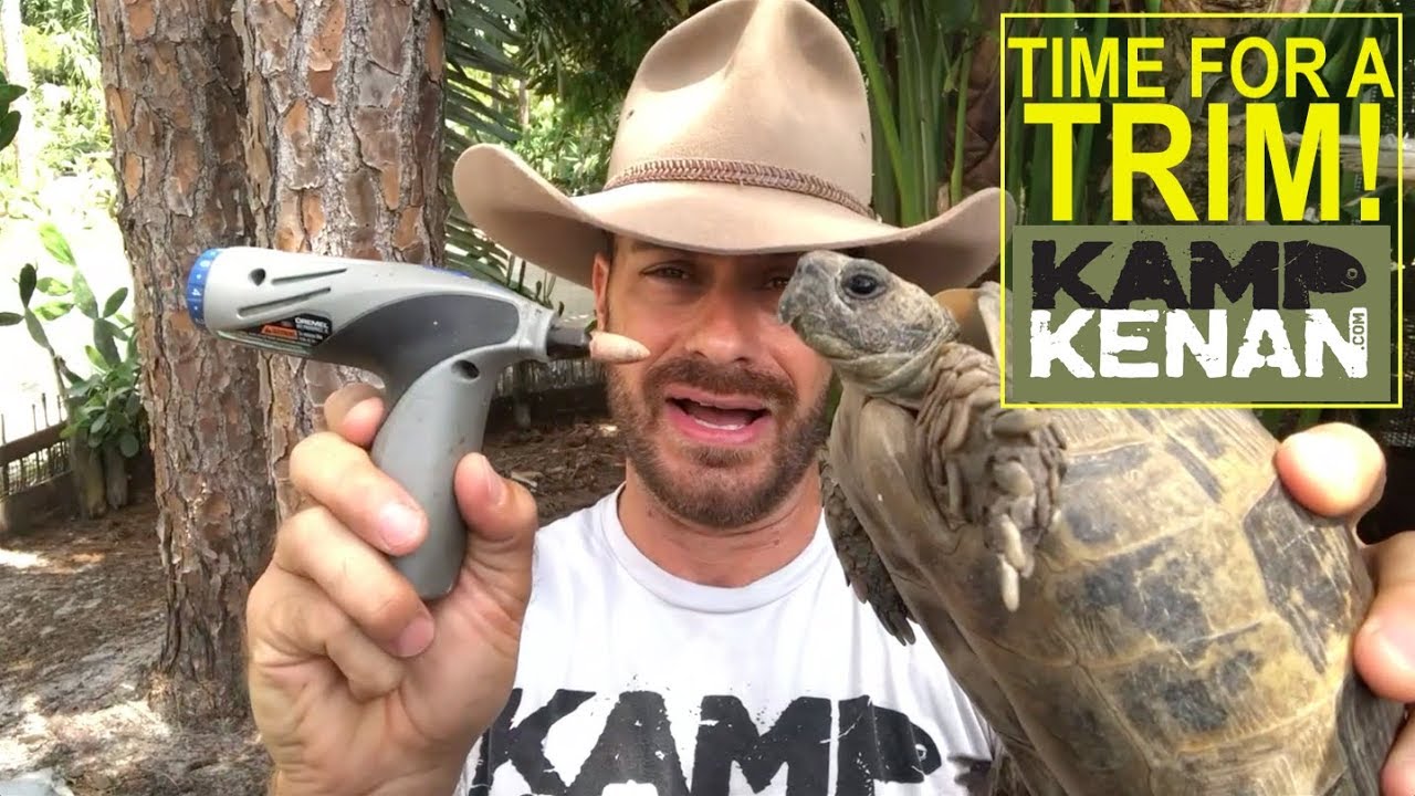 How to trim a Tortoise Beak and Nails