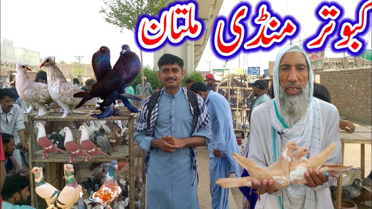 Kabootar Mandi Multan All Typs of  Fancy Pigeon available here