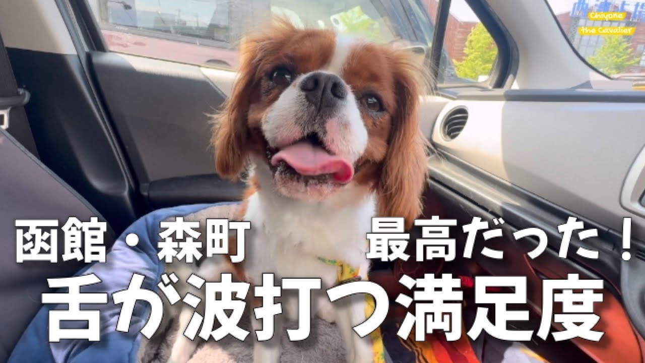 函館と森町を食べて歩いて、また食べて！ 毎秒楽しいちよねさん【道南ぐるっと一周 Part1】 [犬連れ北海道旅行 キャバリア]