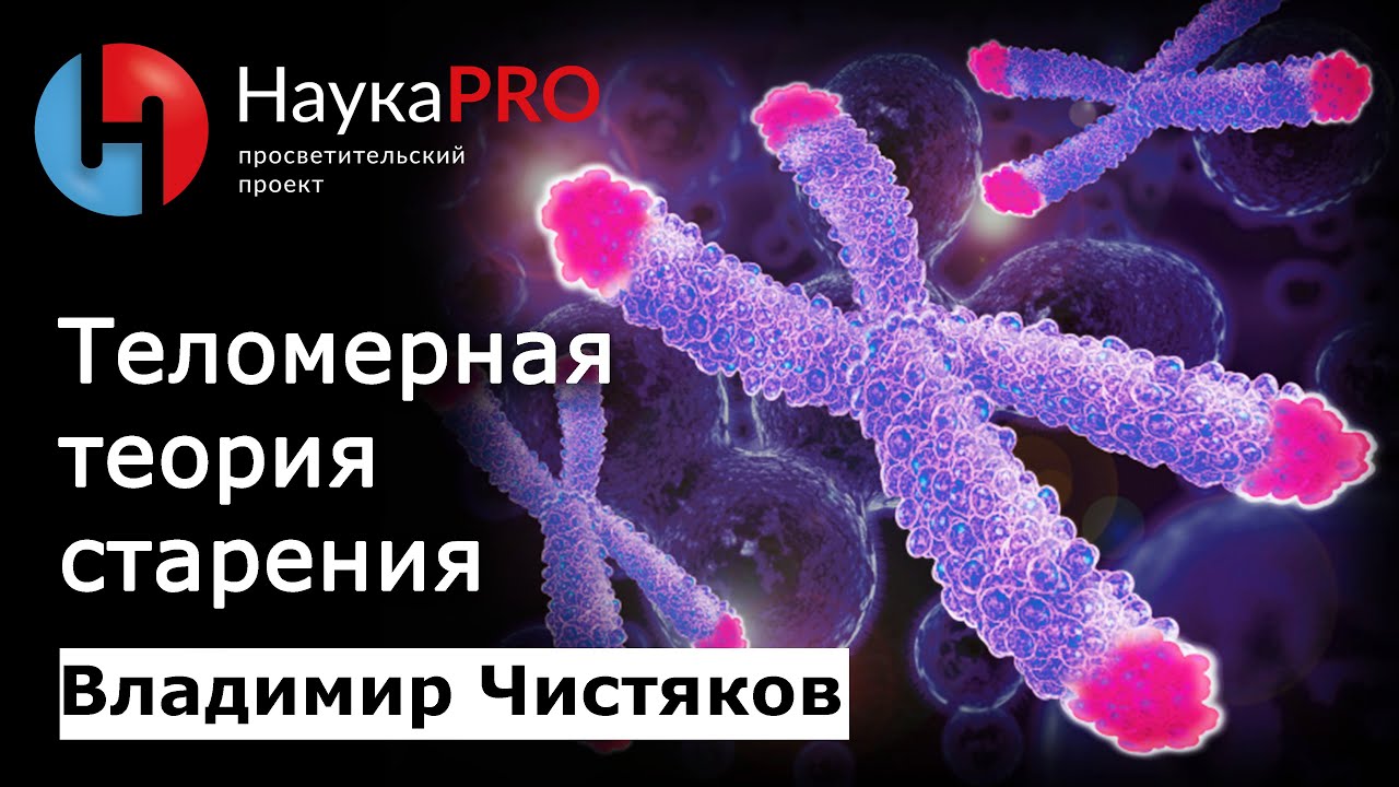 Теломерная теория старения | Теломеры и теломераза &ndash; биолог Владимир Чистяков | Научпоп
