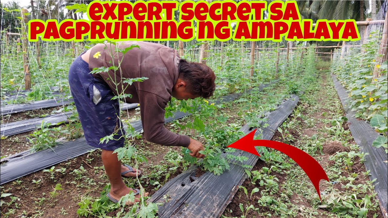 2 Sekreto para sa Mabisang Pag-Pruning ng AMPALAYA
