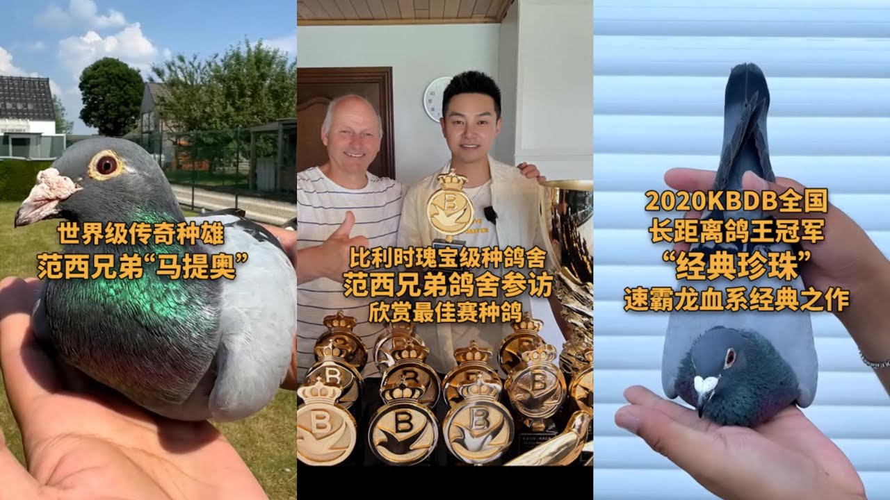 【范西兄弟专访/陈凌霄】福雷迪.范西鸽舍参访，欣赏重量级种鸽〈种鸽篇①〉