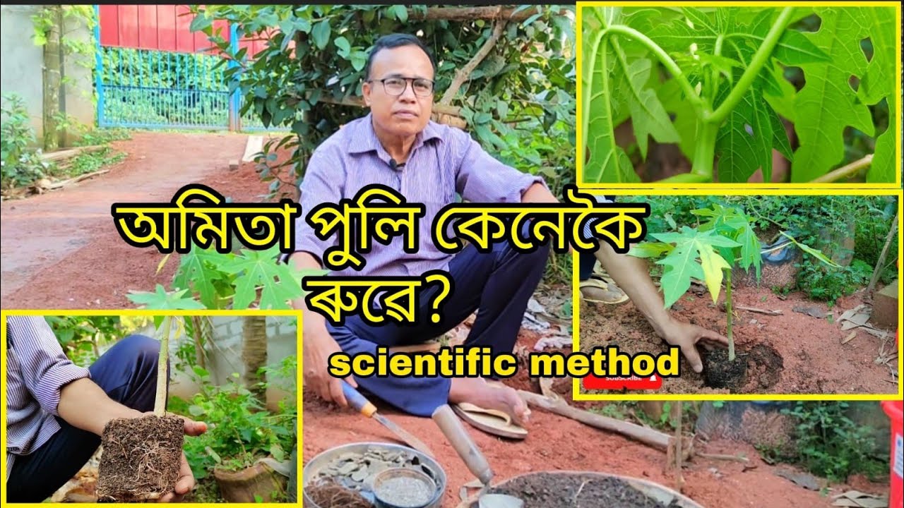 অমিতা পুলি কেনেকৈ ৰুৱে ( বিজ্ঞান সন্মত পদ্ধতি) | Scientific Method to Plant Papaya Seedlings |