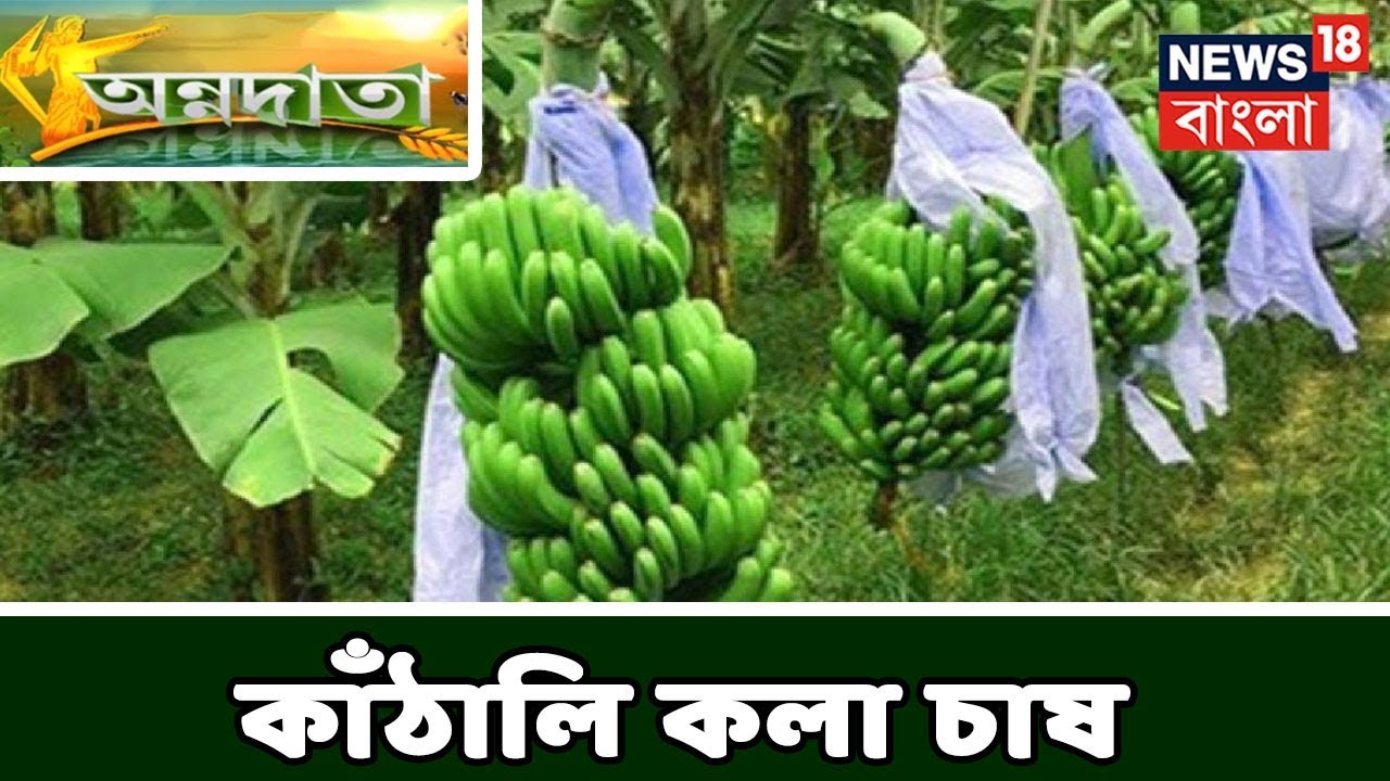 কাঁঠালি কলা চাষে কৃষকের অভিজ্ঞতা  । অন্নদাতা