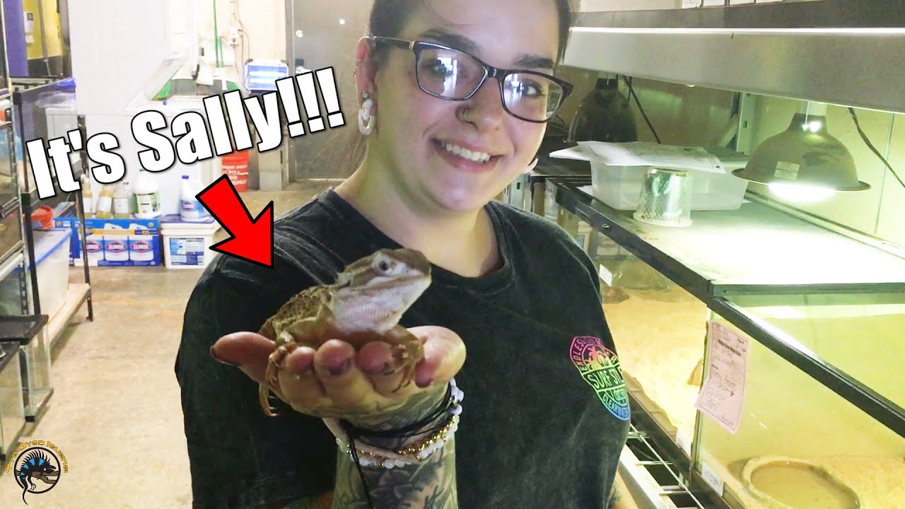 Sally the Rankin's Dragon Pays Us a Surprise Visit and Gets a Spa Day at TDI! 🦎🛀🥰