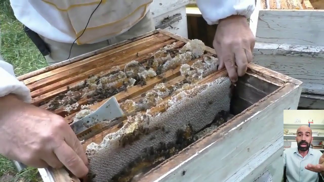 استخدام التكنولوجيا و التقنية في تربية النحل من أجل الحصول على كميات عسل كبيرة جدا 🍯 🍯 🍯