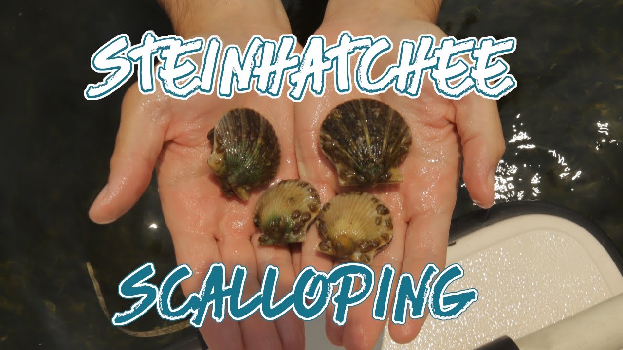 Steinhatchee Scallop season 2024 FULL HOW-TO GUIDE!