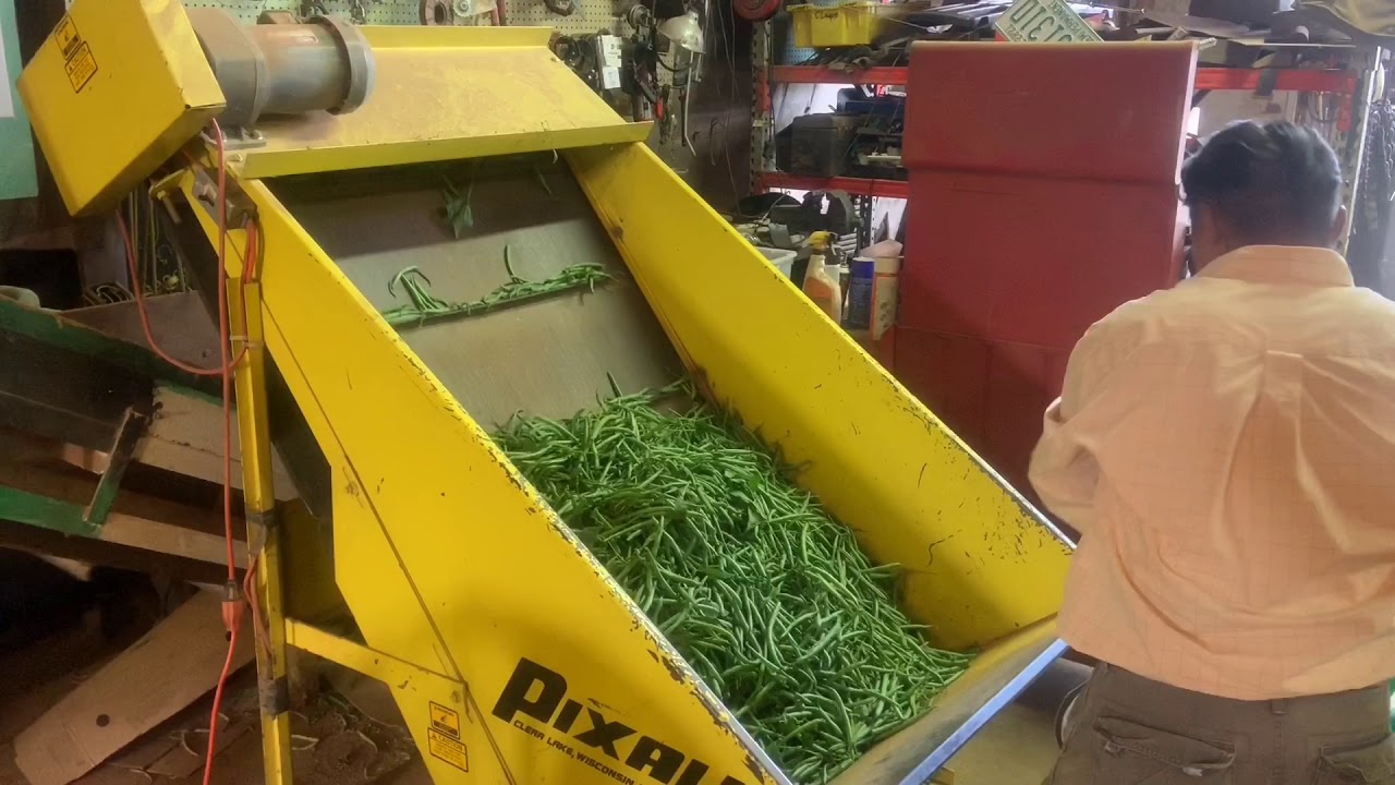 Green Bean Sorting