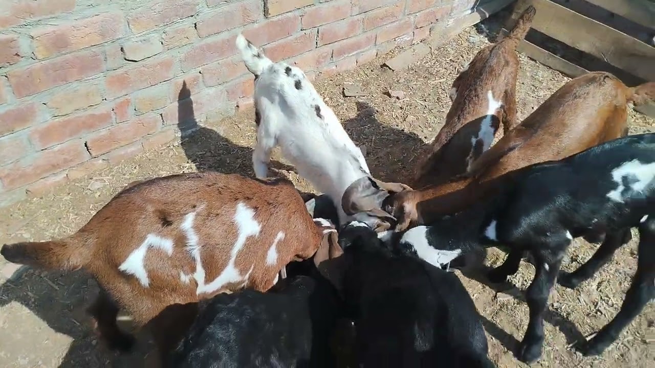 Goat 🐐 kids feeding and playing Friday, 13 Feb, 2026