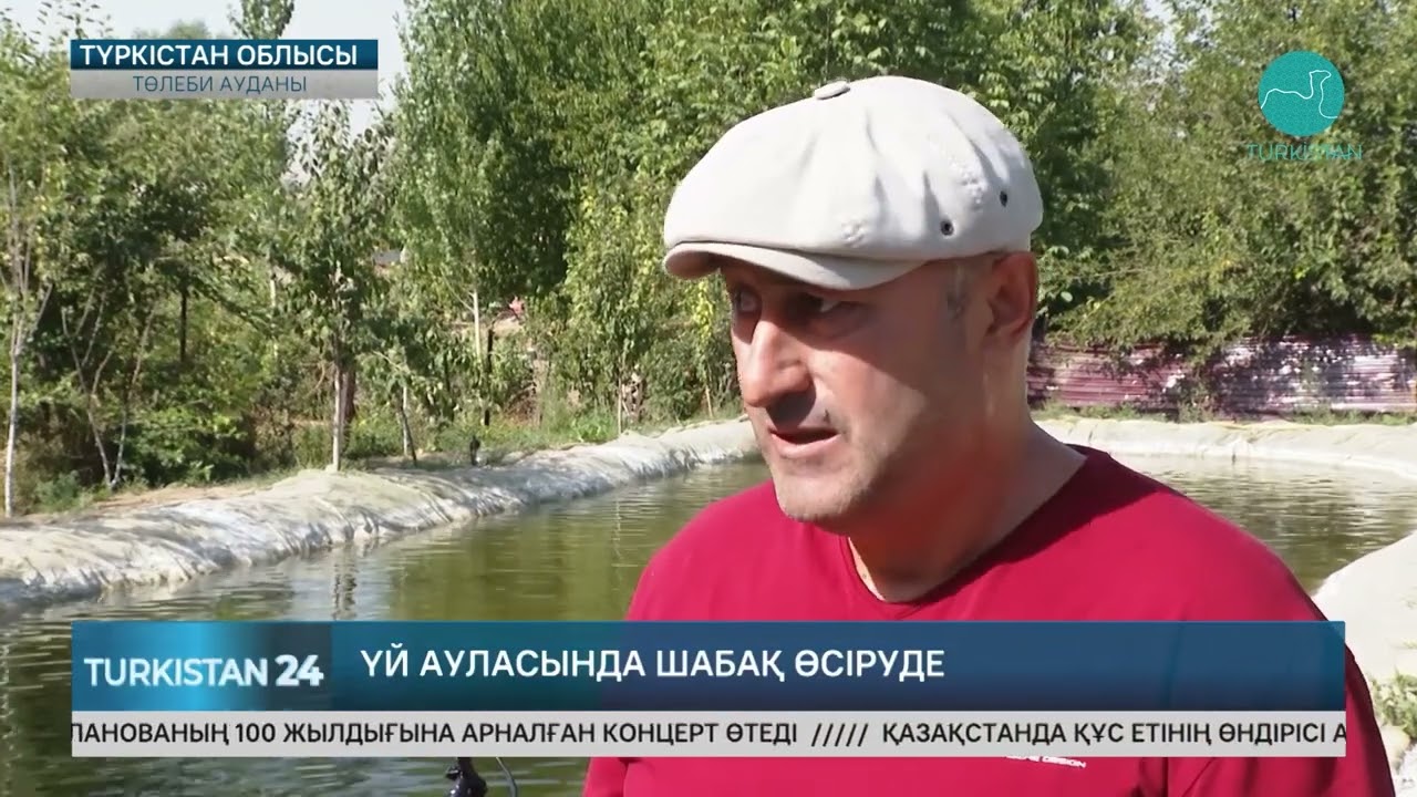 Төлеби ауданының тұрғыны үйінің алдын балық асырайтын тоғанға айналдырған