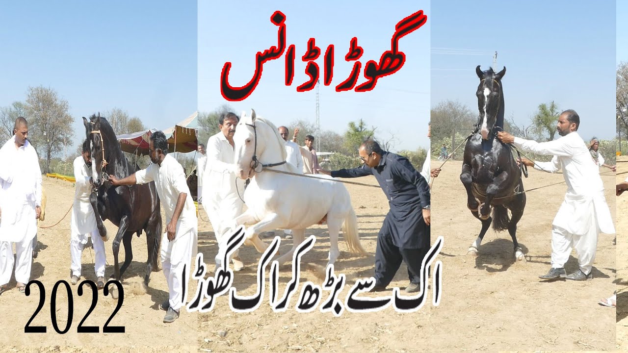 New Horse Ghora Dance in Dadyal Azad Kashmir 2022 ...Akash Tv