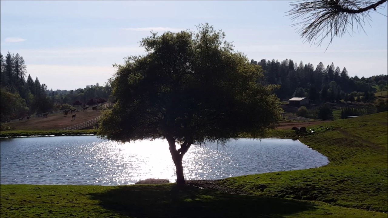 My beautiful neighborhood