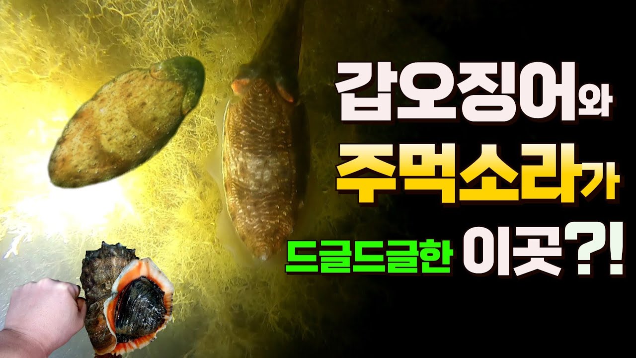 갑오징어 줍줍줍 대박포인트 발견했습니다!🦑 스킨해루질