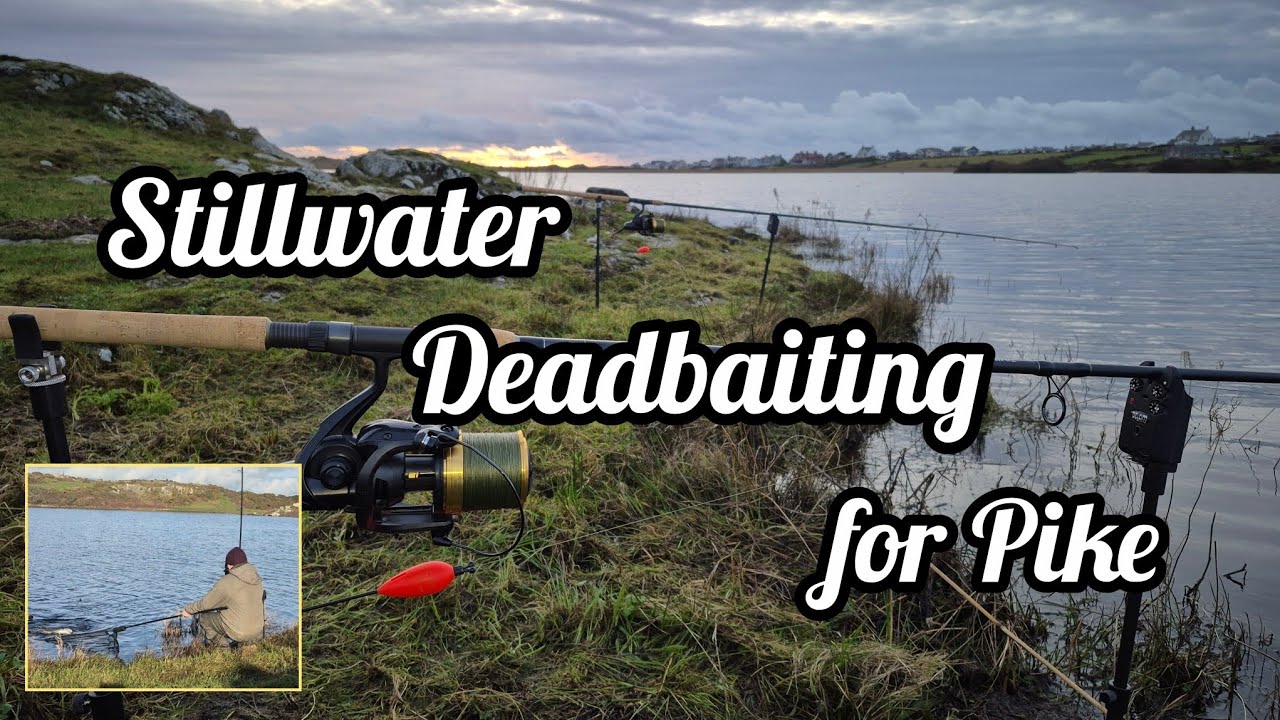 Deadbaiting for Pike from a Welsh Lake - Stillwater Pike Fishing
