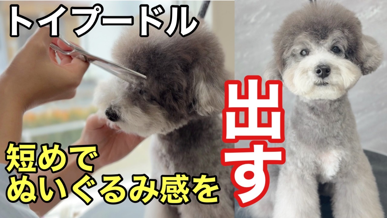 トイプードルの至福のシャンプータイム🧴（晴多くん）