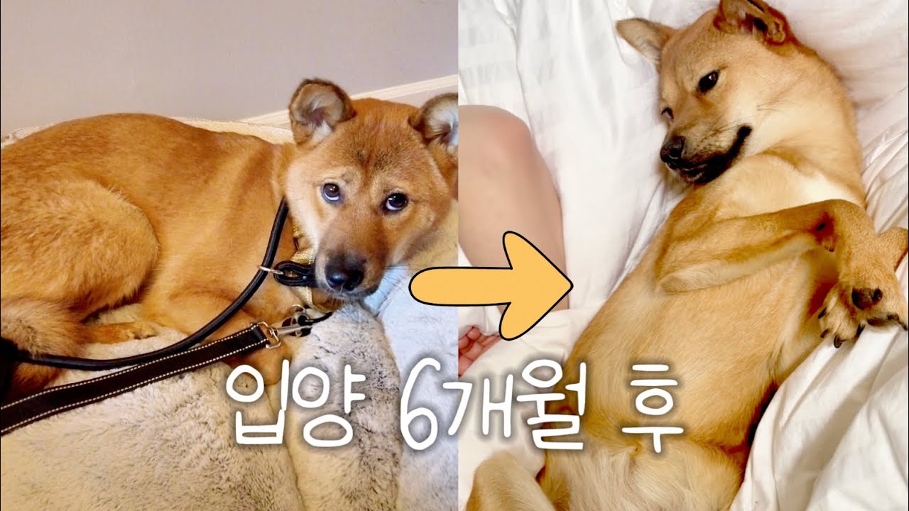 미국으로 온 유기견, 모찌의 입양 후 변화🐾