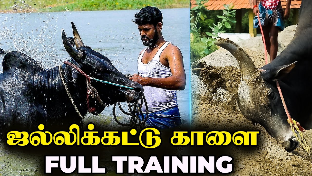 Jallikattu Bull Full Training | ஜல்லிக்கட்டுக்கான வெறித்தன பயிற்சிகள் | Jallikattu Bull Swimming
