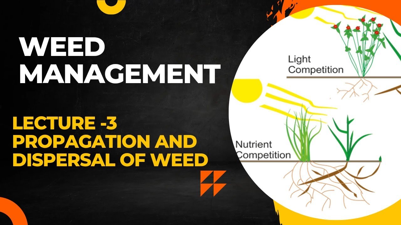 WEED MANAGEMENT | Lecture - 3 Propagation and Dispersal of weed | Go Agro
