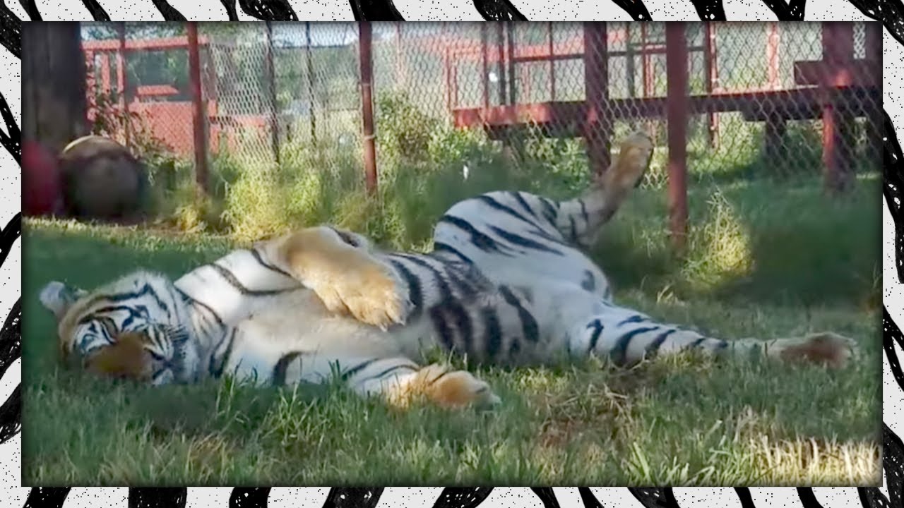 Relaxing video of tiger rolling in grass