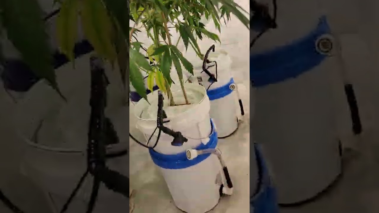 Bloom Update