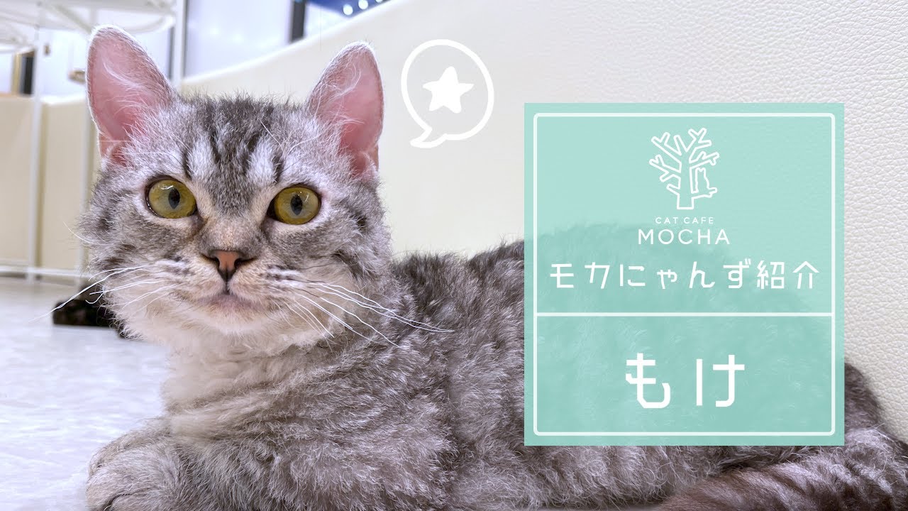 もけ（ラムキン♂）松本店