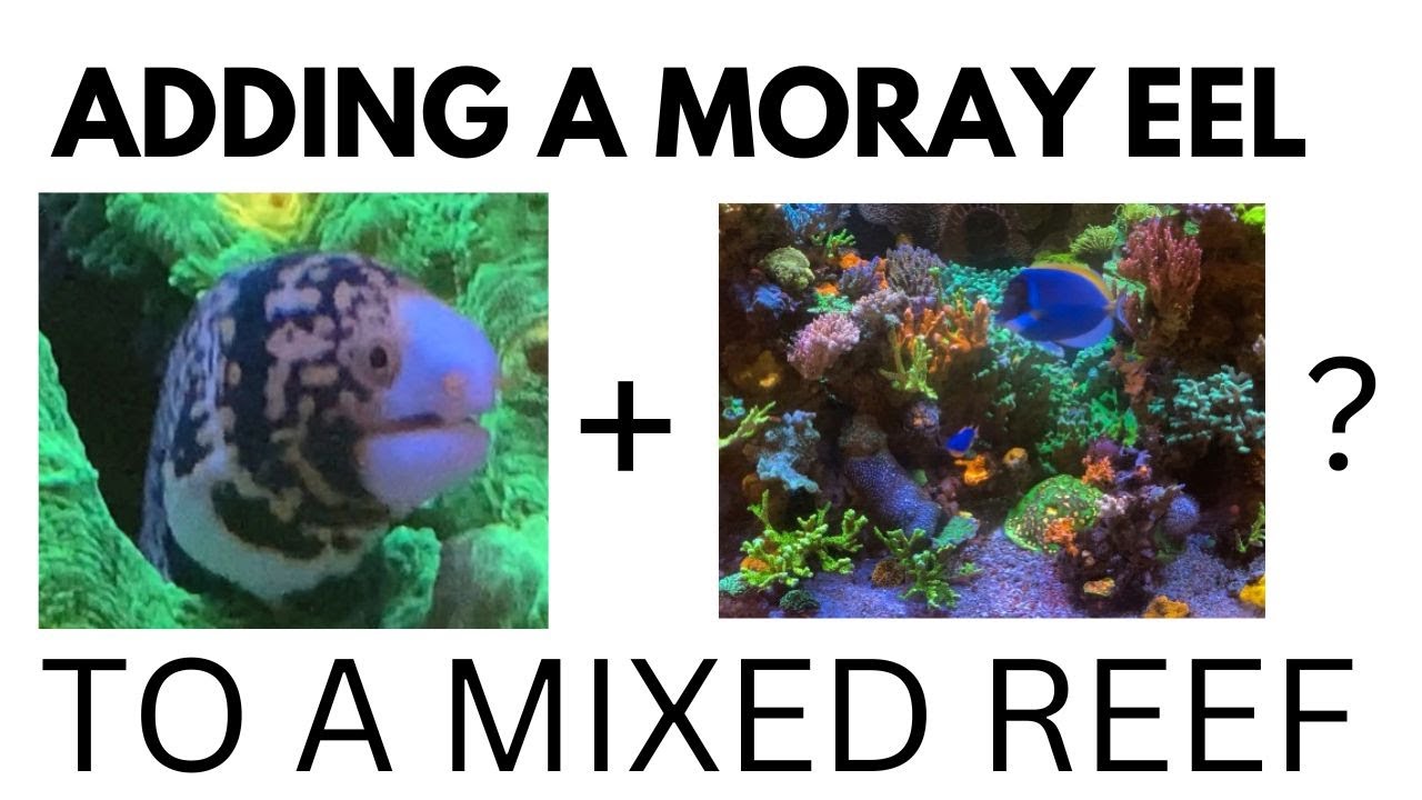 ADDING A SNOWFLAKE MORAY EEL TO AN ESTABLISHED MIXED REEF AQUARIUM (HOW TO ADD A SNOWFLAKE EEL)